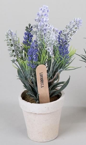 28 cm hohe Lavendel Pflanze im Topf